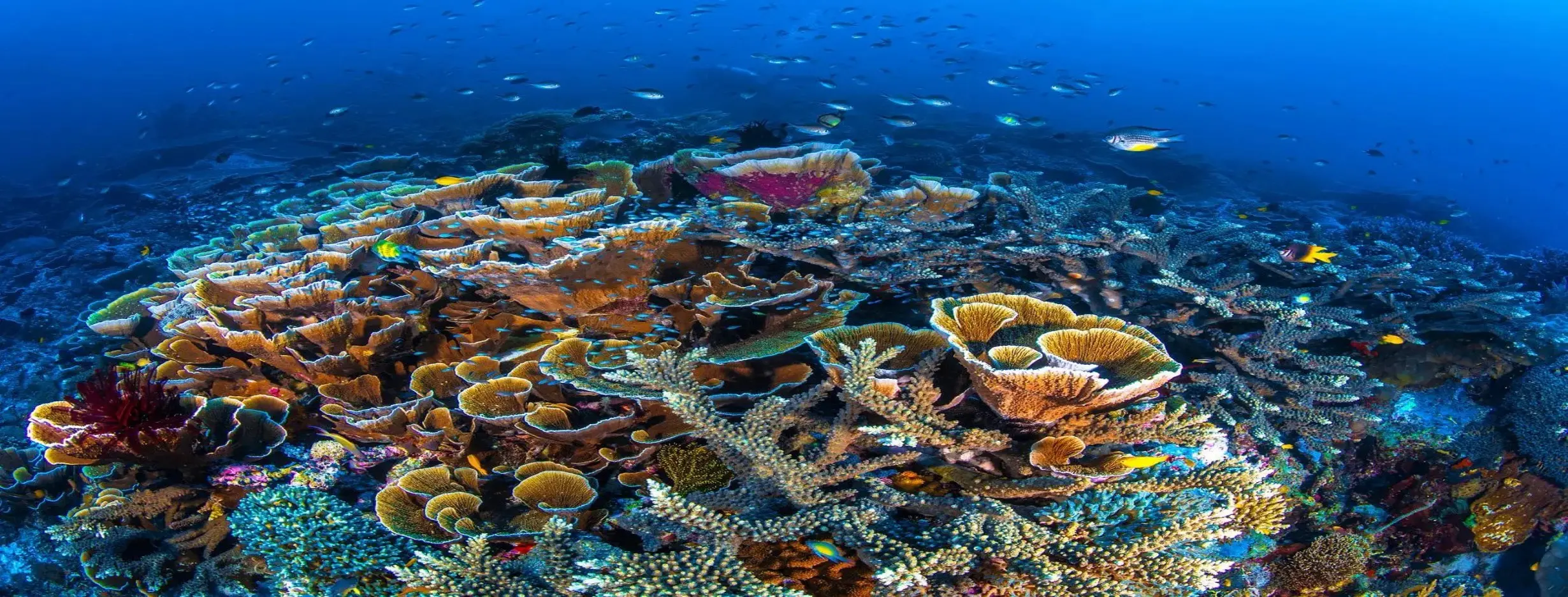 Image for Coral Gardens